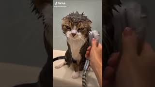 お風呂好きなのか、嫌いなのか分からない表情のネッコ　＃猫 #衝撃映像 #tiktok