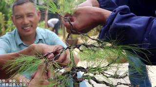 make a black pine bonsai 小品黑松盆栽 盆景的制作