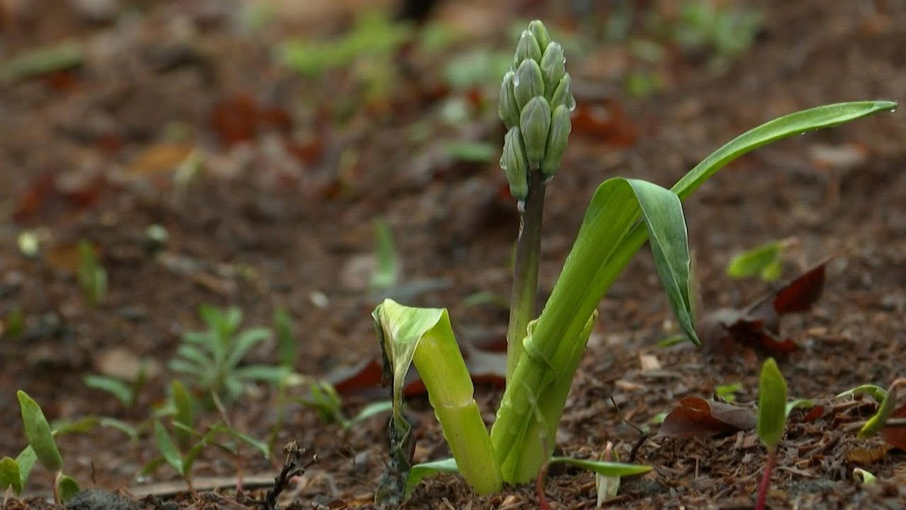 Body Composting Takes Root In US 'green' Burial Trend | AFP - YouTube