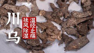 毒药炮制 川乌 温经止痛 古代毒药、麻醉药