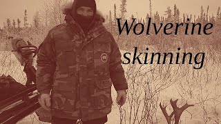 Skinning A Wolverine : Rough Skinning