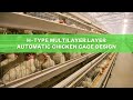 Chicken Farms in China | H-type multilayer layer Automatic Chicken cage design | GREAT FARM