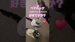 アメショー子猫と💕チワワなの❗❓#Shorts#cat