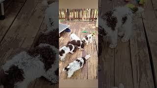 Lagotto Romagnolo puppies