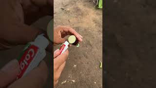 Planting of egg plant f9r basketful of fruits