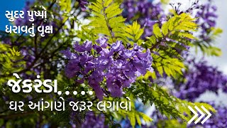 જેકરંડા || એક સુદર પુષ્પો ધરાવતું વૃક્ષ, ઘર પર જરૂર લગાવો