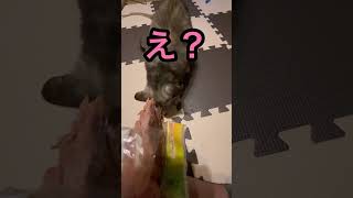 【保護猫との生活】まーちゃんのカツオのおやつが美味しそうで、、、#保護猫 #田舎移住 #子猫 #さび猫 #さび猫地位向上委員会