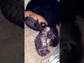 第一次当猫妈妈be a mother for the first time catlover