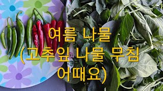 고추 수확도 하고 여름 나물도 먹고 | 고추잎 나물 무침 어때요