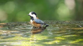 権現山バードサンクチュアリのヤマガラの水浴び　その２６（4K60P動画）