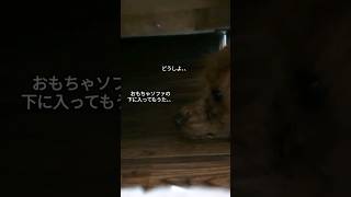 ソファの下のおもちゃ取れない子犬【トイプードル】