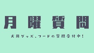 【質問募集中】育犬やペットグッズ、フードに関する質問に答えるだけのライブ配信！ 【店内からライブ】