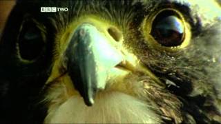 Toxic Material in Food Webs