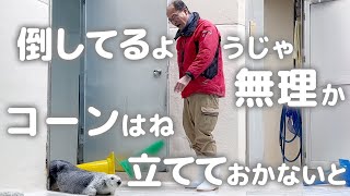 【鳥羽水族館】ラッコ🦦メイちゃんキラちゃんにおじさんからの挑戦状！