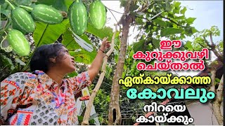 ഈ കുറുക്കുവഴി ചെയ്താൽ ഏത് കായ്ക്കാത്ത കോവലും നിറയെ കായ്ക്കും | Koval krishi malayalam