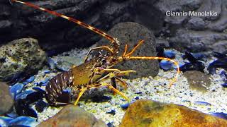 Αστακός στο Ενυδρείο τού Ηρακλείου Lobster at Creta Aquarium,Greece