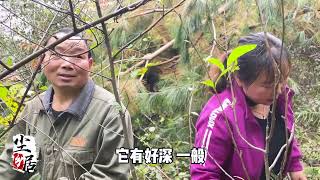 小八跟老爸上山挖野山药，没想到最后收获满满，拿回家炖汤鲜得很