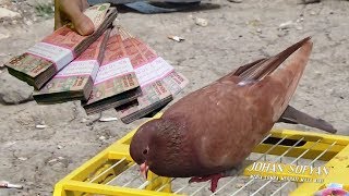 Download 67 Gambar Burung Merpati Qiu Qiu Terbaru Gratis