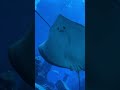 stingray atlantis stingray dubai kerala fish smile blue