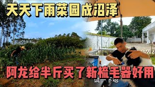 23集：雨季太长菜园地下冒水成沼泽地，一群鸡，两只狗，小院日常趣事多