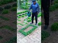 चीन में ईंटों पर साग सब्जियां की खेती farming brick vegetables