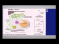 The Microbiome in Infectious and Noninfectious Gut Inflammation - Vince Young