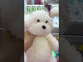 there is a puppy lying in the claw machine 1 claw grabs it claw doll game room