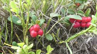 Vaccinium vitis-idaea, the lingonberry, partridgeberry, mountain cranberry or cowberry