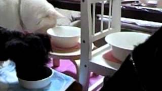 我が家の食事風景～犬編　201107030851