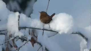 Winter Wren ミソサザイ（冬の野鳥）