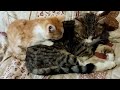 friendship of cute kittens.