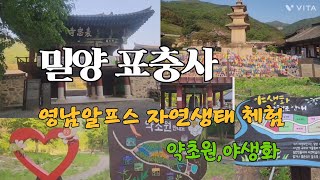 #밀양표충사 #밀양단장면 #영남알프스 자연생태공간 #천황산 #재약산사자평