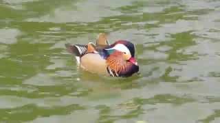 20150101 鴛鴦、木鴨@八德埤塘生態公園