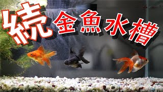 K S Aquarium 001 金魚の引っ越し Scene A 水合わせ Moving Goldfish Water Alignment