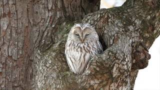 西蝦夷ここ路旅「野鳥観察ルート」