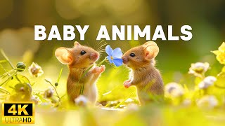 Baby Animals 4K - Live In The Happy World Of Baby Animals With Soothing Relaxing