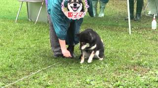 2013/10/20 第25回多摩川訓練士会 競技大会 姫ちゃんデビュー戦