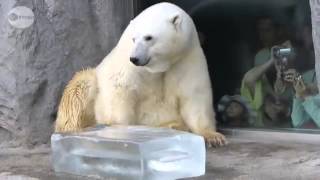 白クマに氷プレゼント 北海道の旭山動物園