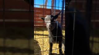 Nox is finding his voice! 🤣 #babygoats #nigeriandwarf #buckling