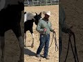 Horsemanship hack. #horse #horsemanship #ryanrose