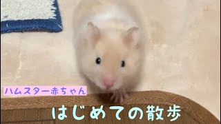 【はじめての散歩】サテンロングハムスターの赤ちゃん