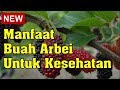 Manfaat Buah Arbei untuk Kesehatan