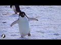 World Penguin Day PSA - Why do Adélie penguins slide on their bellies?