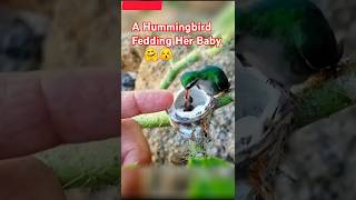 A Hummingbird Fedding Her Baby#hummingbird #nesthummingbird #hummingbirdbabyfeeding #babyhummingbird