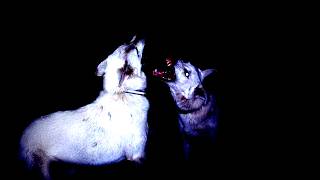 Dog Food