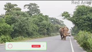 Big boss blocked the highway, chased the photographers🐘 #elephant #wildlife #nature