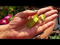 how to grow and care vinca periwinkle sadabahar care of vinca plant