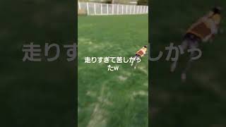 ドッグランで遊んだよ#イタグレ