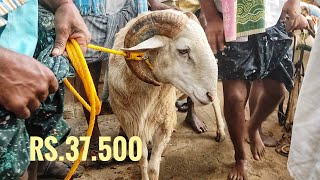 Yemmiganur Biggest size sheep // Indian gots and sheeps market