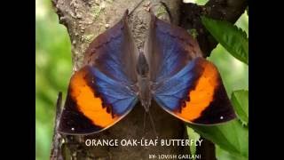 ORANGE OAK- LEAF BUTTERFLY ( Kallima inachus )- LOVISH GARLANI